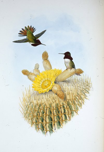Porte-flamme de Floresi (Selasphorus floresii) - John (after) Gould