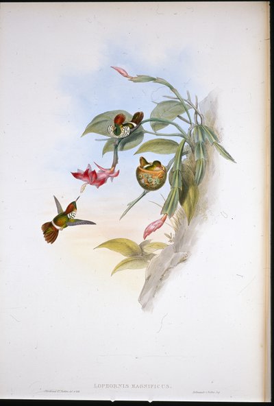 Coquette frangée (Lophornis Magnificus) - John (after) Gould