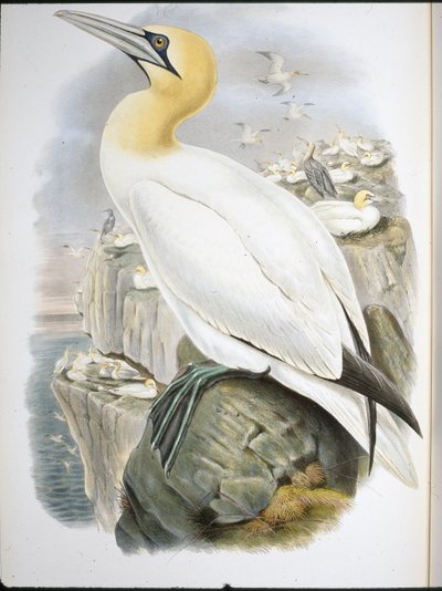 Fou de Bassan (Sula Bassana) - John (after) Gould