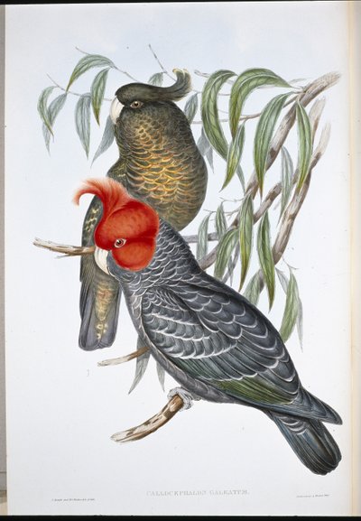 Cacatoès gang-gang - John (after) Gould