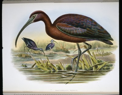 Ibis falcinelle (Falcinellus Igneus) - John (after) Gould