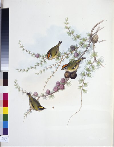 Roitelet huppé (Regulus Regulus) - John (after) Gould