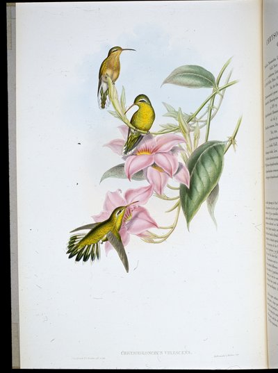 Colibri à gorge dorée (Chrysobronchus Viriscens) - John (after) Gould