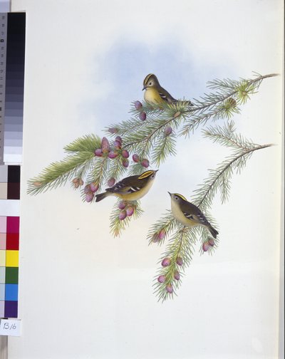 Roitelet huppé doré (Regulus Cristatus) - John (after) Gould