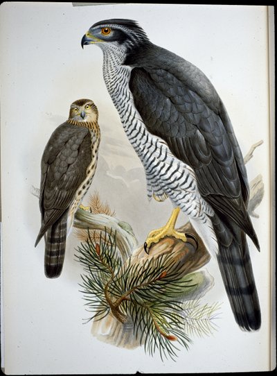 Autour des palombes - John (after) Gould