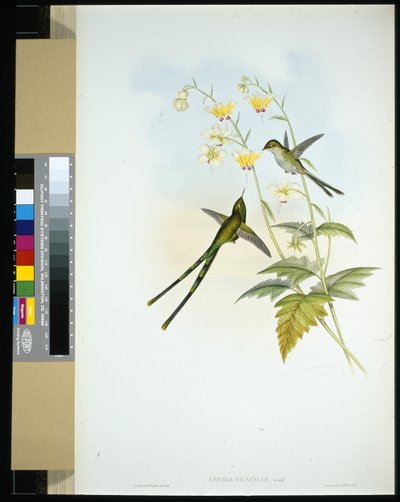 Porte-train gracieux (lesbia gracilis) - John (after) Gould