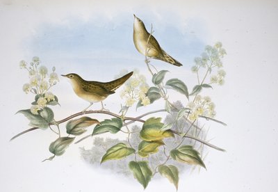 Locustelle tachetée (Locustella Auicula) - John (after) Gould
