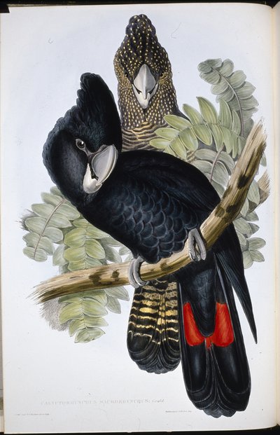 Grand cacatoès noir (Calyptorhynchus Macrorhynchus) - John (after) Gould