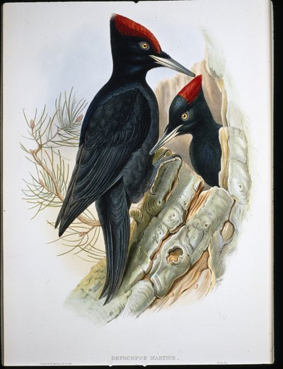 Grand pic noir - John (after) Gould
