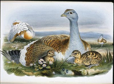 Grande outarde - John (after) Gould