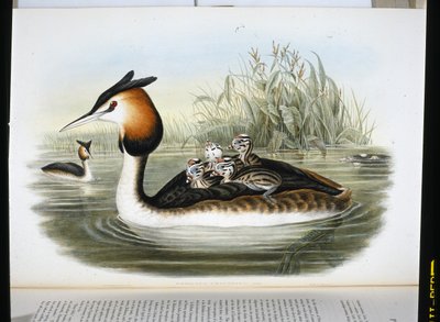 Grèbe huppé (Podiceps Cristatus) - John (after) Gould