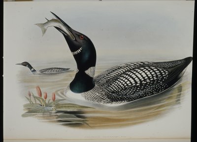 Plongeon imbrin - John (after) Gould