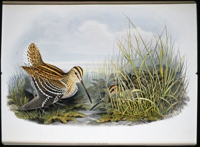 Grande bécassine - John (after) Gould