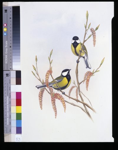 Mésange charbonnière (Parus Major) - John (after) Gould