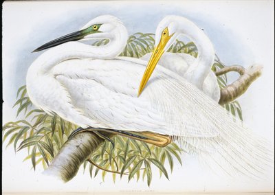 Grande aigrette (Herodias Alba) - John (after) Gould