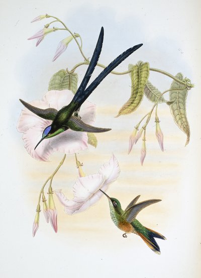 Colibri à grande queue fourchue - John (after) Gould