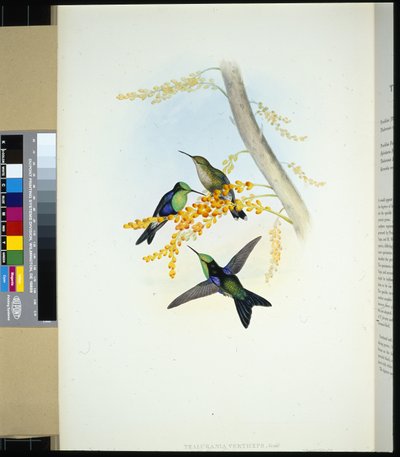 Panoplites à couronne verte (thalurania verticeps) - John (after) Gould