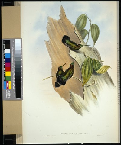 Lance-bec à front vert - John (after) Gould