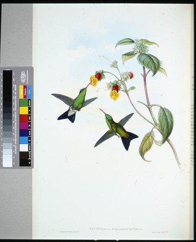 Saphir à tête verte (eucephala chlorocephela) - John (after) Gould