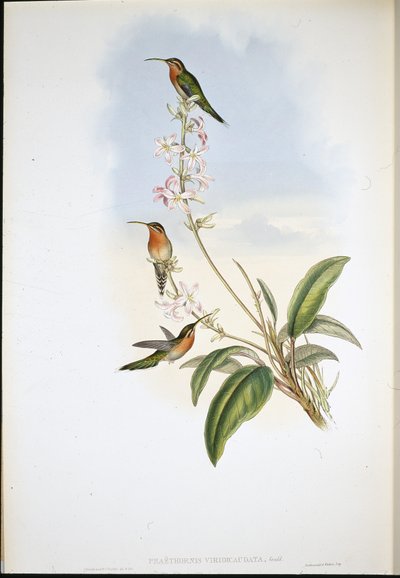 Ermite à queue verte (Phaethornis Viridicaudata) - John (after) Gould