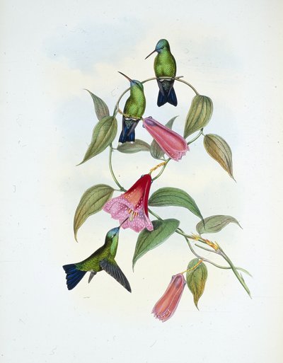 Saphir vert et bleu - John (after) Gould