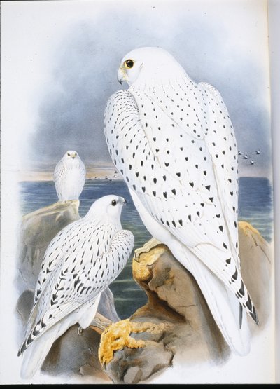 Faucon du Groenland - John (after) Gould