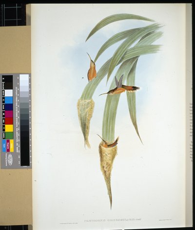 Ermite à gorge grise (phaethornis griseogularis) - John (after) Gould