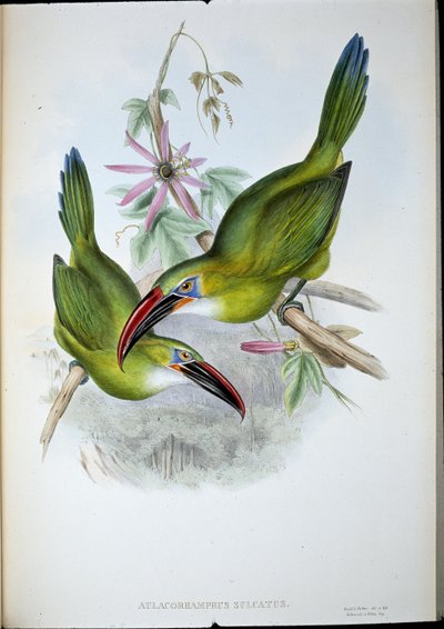 Toucan à bec rainuré (Aulacorhamphus Sulcatus) - John (after) Gould