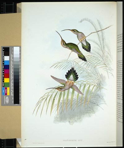 Ermite de Guy (phaethornis guy) - John (after) Gould