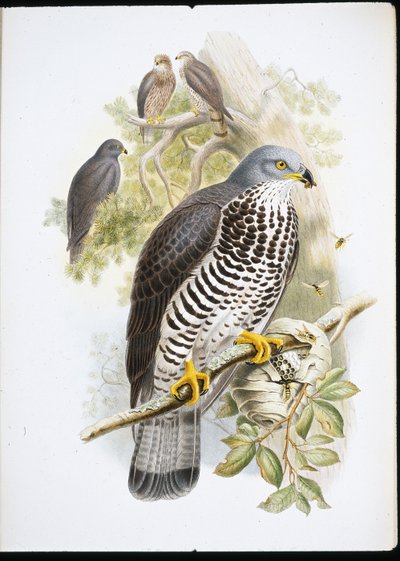 Bondrée apivore (Pernis Apiuorus) - John (after) Gould