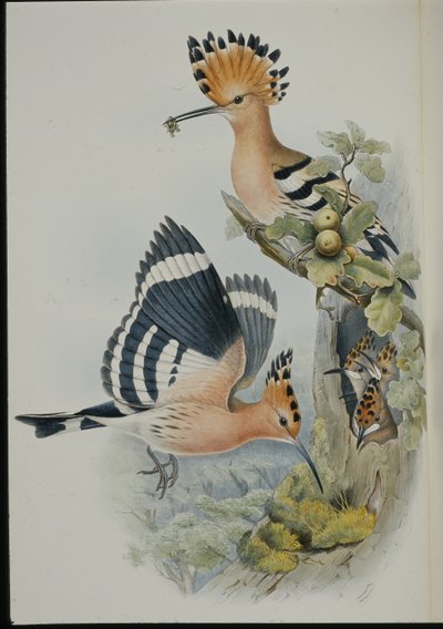 Huppe fasciée (Upupa Epops) - John (after) Gould