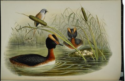 Grèbe cornu - John (after) Gould
