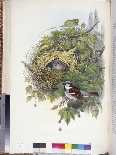 Moineau domestique (Passer domesticus) - John (after) Gould