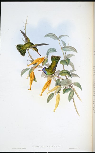 Colibri de Humboldt - John (after) Gould
