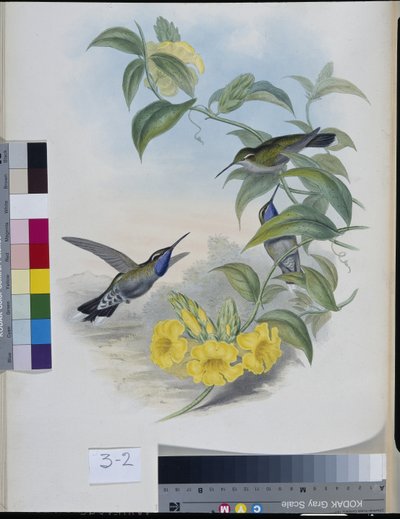 Colibris (Delattria Clemenciae) - John (after) Gould