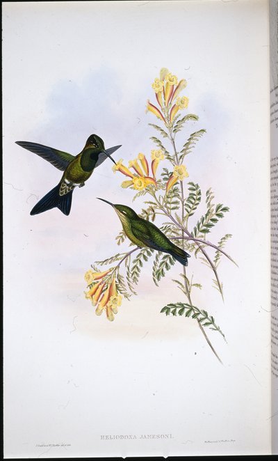 Brillant de Jameson - John (after) Gould