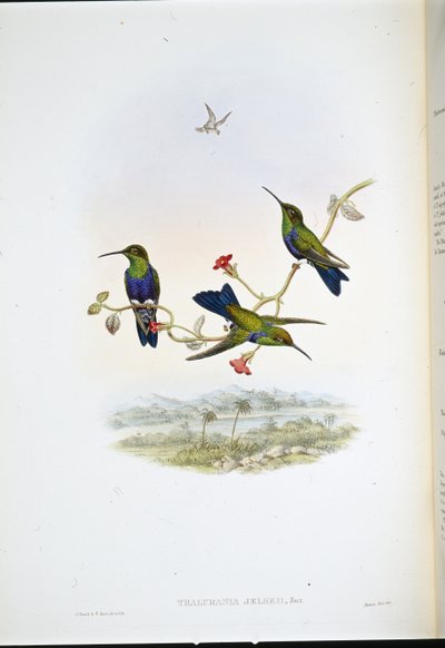 Nymphe des bois de Jelski - John (after) Gould