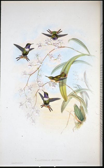 Étoile des bois de Jourdan (Calothorax Jourdani) - John (after) Gould