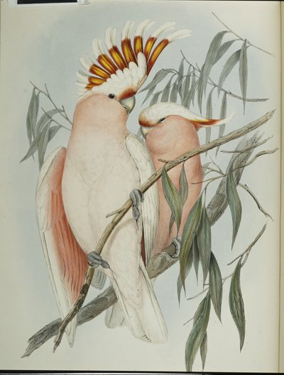 Cacatoès de Leadbeater (Cacatua Leadbeateri) - John (after) Gould