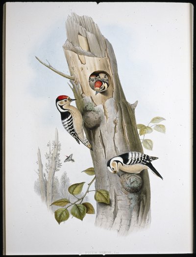 Pic épeichette - John (after) Gould