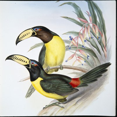 Toucan aracari lettré - John (after) Gould