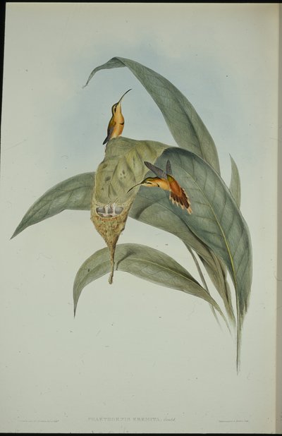 Petit ermite - John (after) Gould