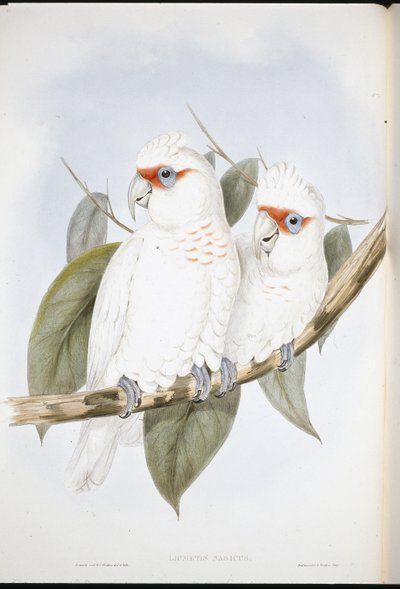 Cacatoès à long bec (Licmetis Nasicus) - John (after) Gould