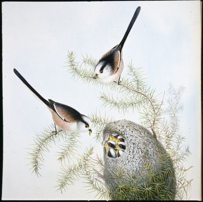 Mésange à longue queue - John (after) Gould