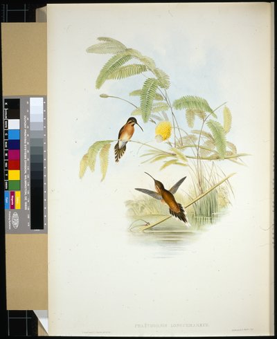 Ermite de Longuemare (Phaethornis Longuemareus) - John (after) Gould