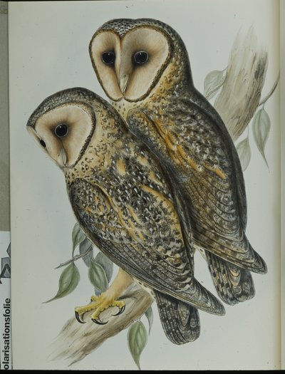 Chouette effraie masquée - John (after) Gould