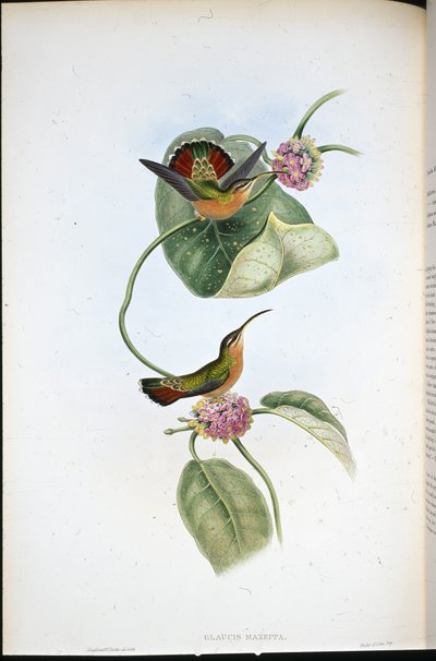 Ermite de Mazeppa (Glaucis Mazeppa) - John (after) Gould