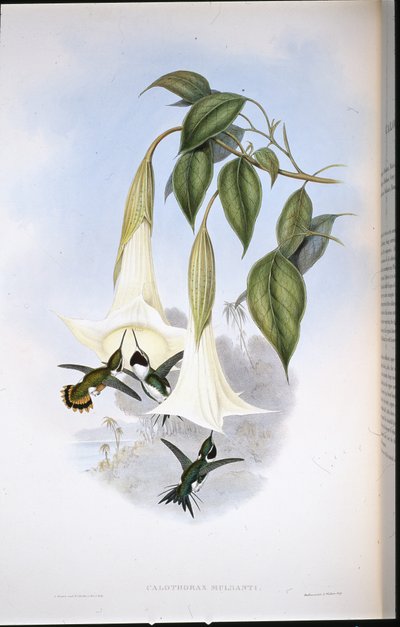 Étoile des bois de Mulsant (Calothorax Mulsanti) - John (after) Gould