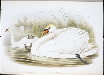 Cygne muet (Cygnus Olor) - John (after) Gould