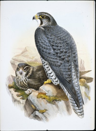 Faucon gerfaut norvégien - John (after) Gould